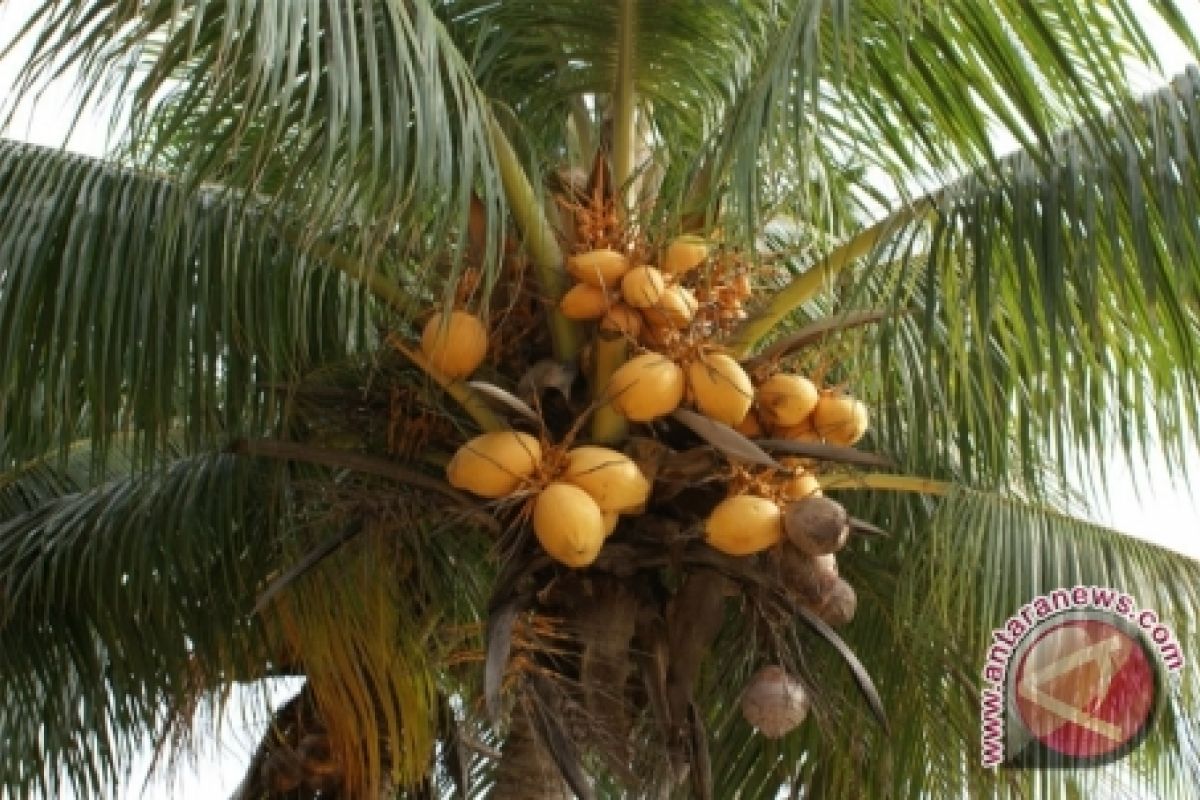Kementan luncurkan varietas kelapa unggul lokal di Manado