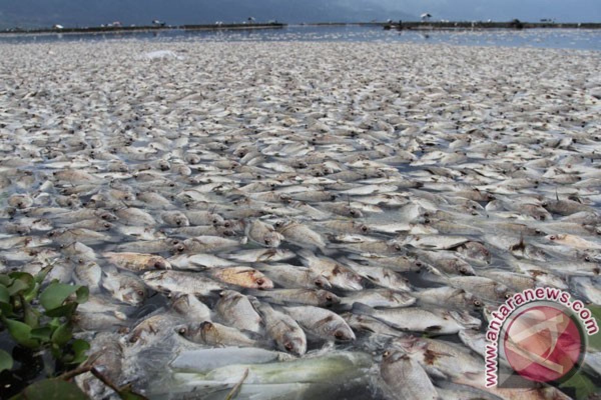 350 ton ikan keramba di Danau Maninjau mati mendadak