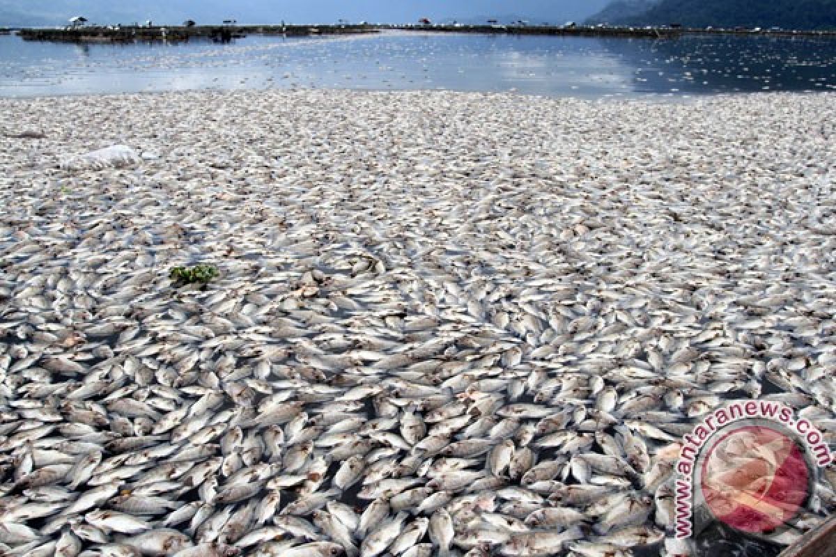 Ikan mati di Danau Maninjau jadi 100 ton