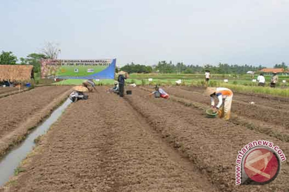 Petani Jaro Kembangkan Bawang Merah