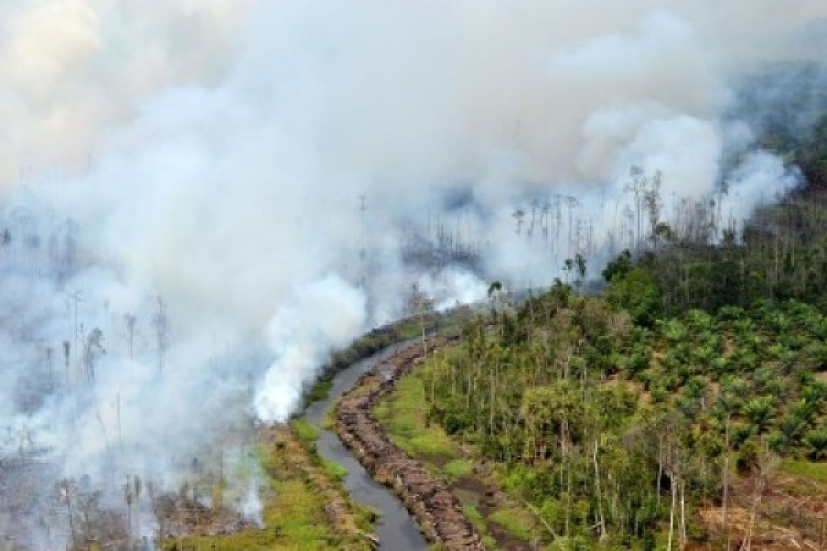 Kalimantan Barat Masuk Deteksi KLH,  Kawasan Rawan Kebakaran Hutan 
