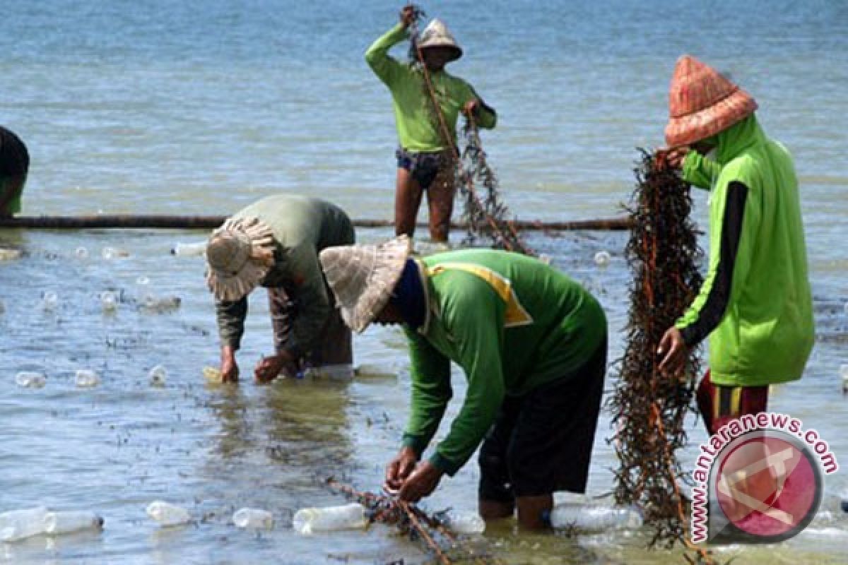 Rumput laut komoditas unggulan perikanan budidaya 