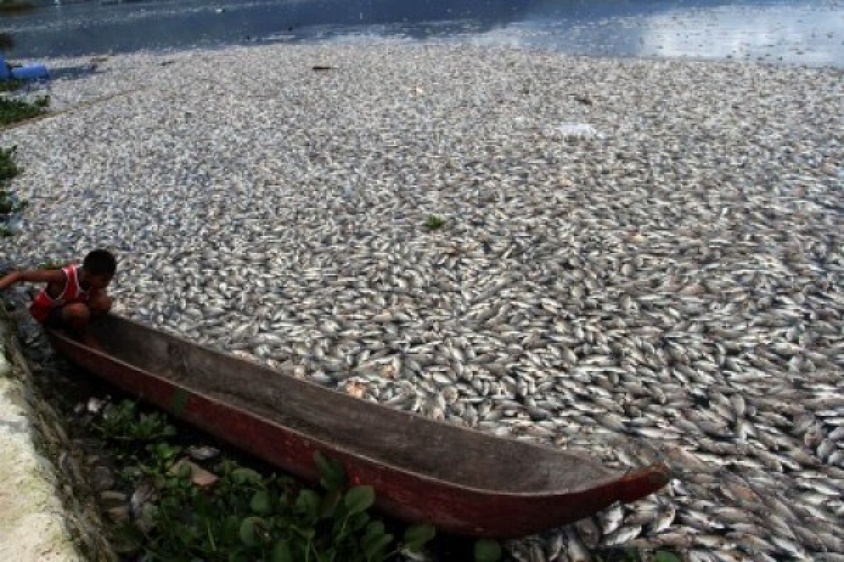 Danau Maninjau Agam Tercemar Berat