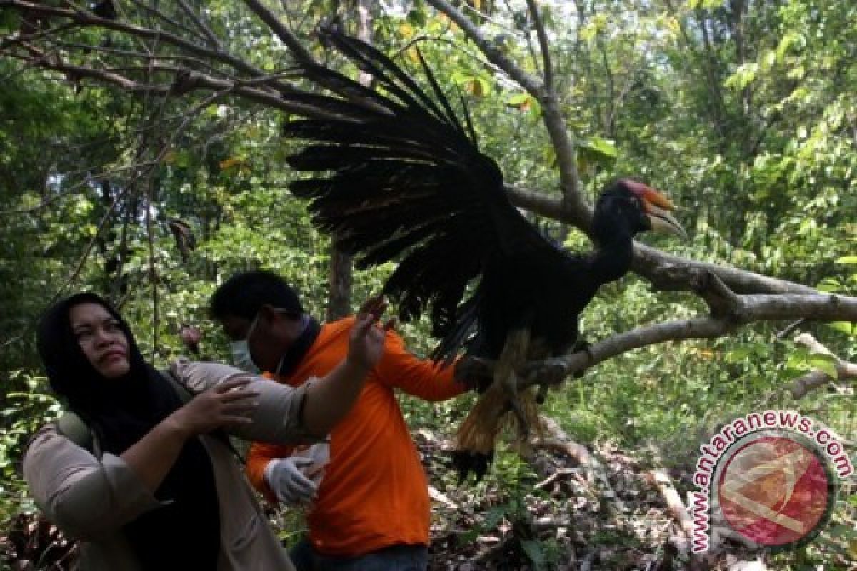 Lepasliarkan Burung Rangkong Badak