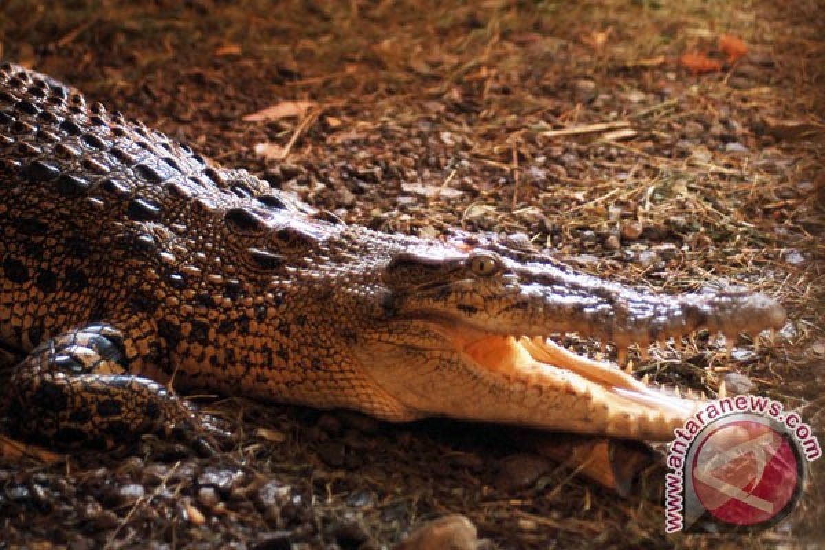 Seekor buaya sungai serang peternak di Indragiri Hilir