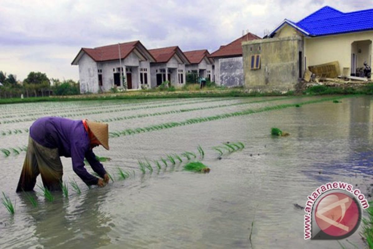 Dozens Hectare of Rice Planting Threatened Failed