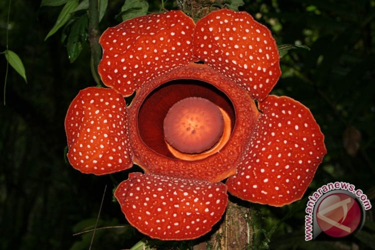Rafflesia Akan Dipamerkan Di Festival Bunga Korea