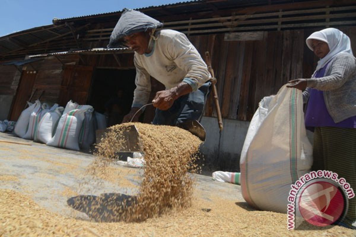 Dana revitalisasi penggilingan padi naik Rp559 miliar