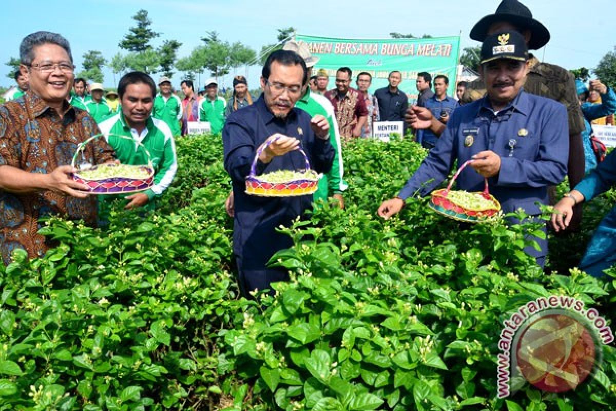 Melati petani Tegal terkadang jadi makanan kambing