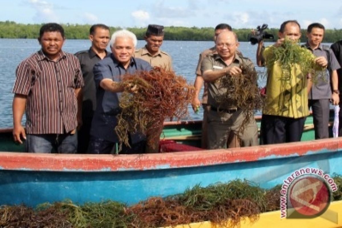 Hatta Rajasa: Maluku Pusat Unggulan Rumput Laut