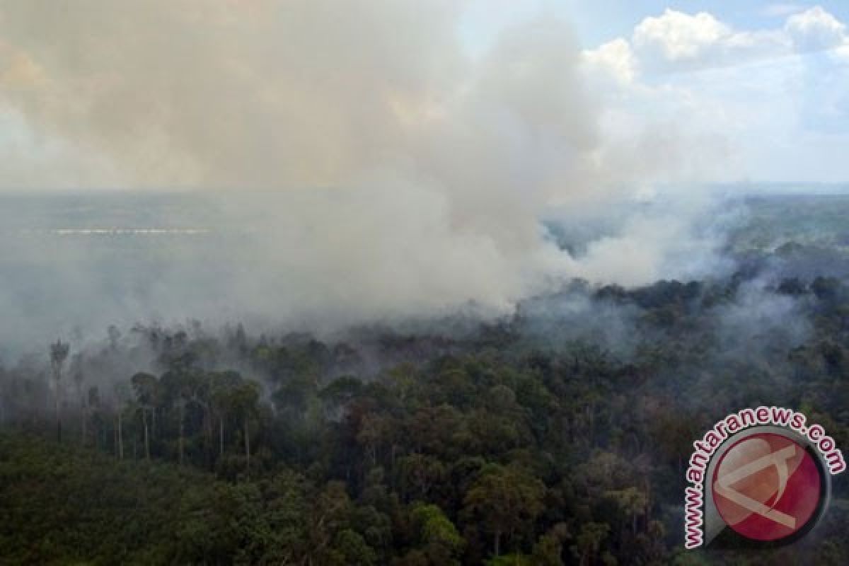 Lahan perkebunan rakyat di Riau terbakar