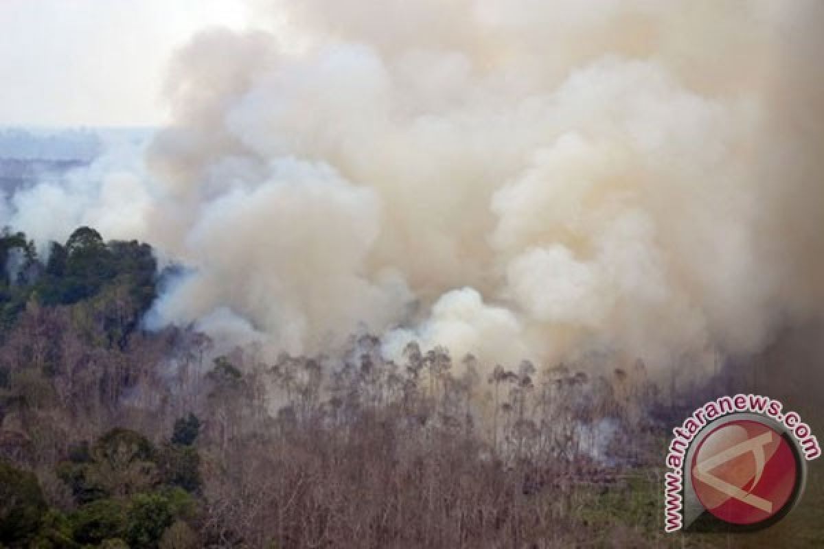 Menhut: pembakar hutan tak kebal hukum
