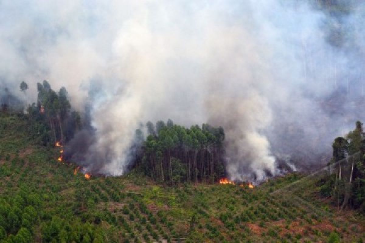 Terdeteksi 65 titik panas di Riau