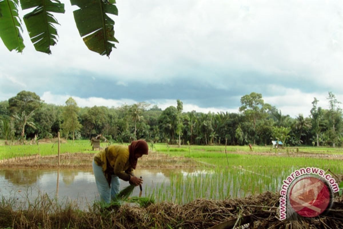 Sosialisasi Diversifikasi Pangan Lebih Intensif 