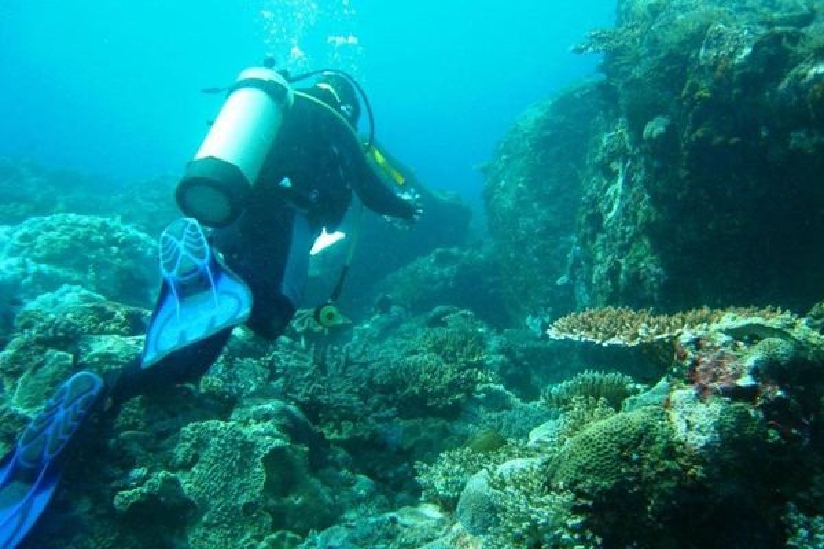 Ekspedisi pemantauan terumbu karang berakhir di FloresTimur