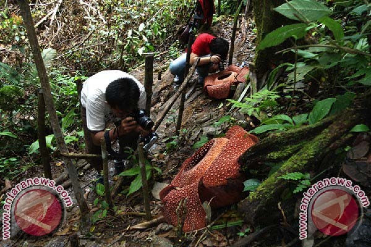 Rafflesia akan Dipamerkan di Festival Bunga Korea