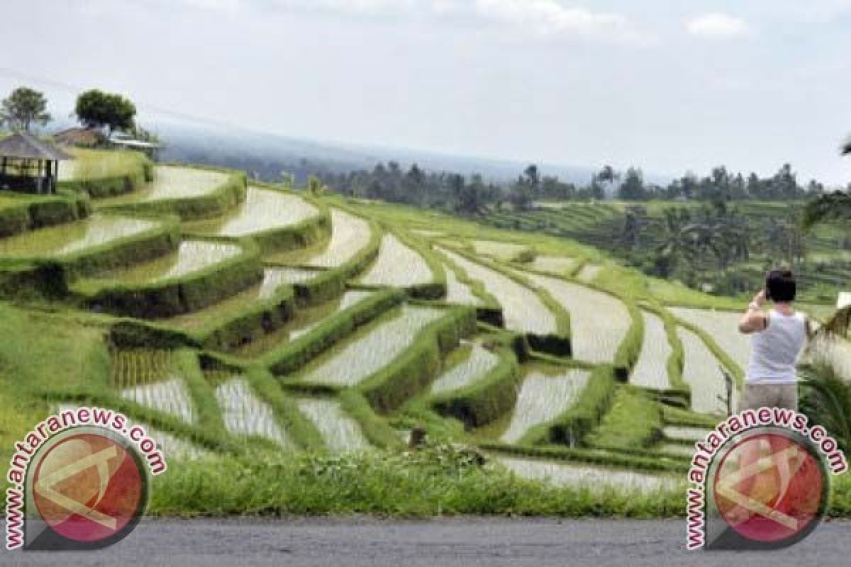 Petani Minta Pemerintah Benahi Irigasi Subak Cangi