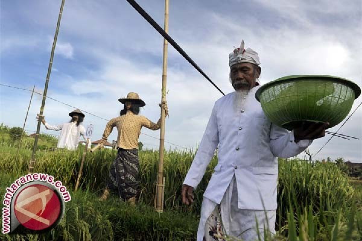 Pemkot Denpasar Lestarikan Subak Dengan Proklim 