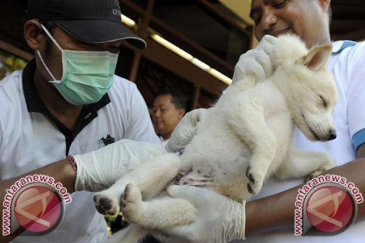 Dinkes Minta Bupati Tingkatkan Partisipasi Cegah Rabies