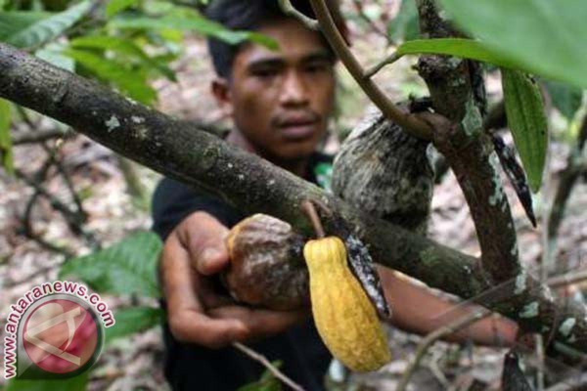 Kakao petani Mamuju diserang penggerek 