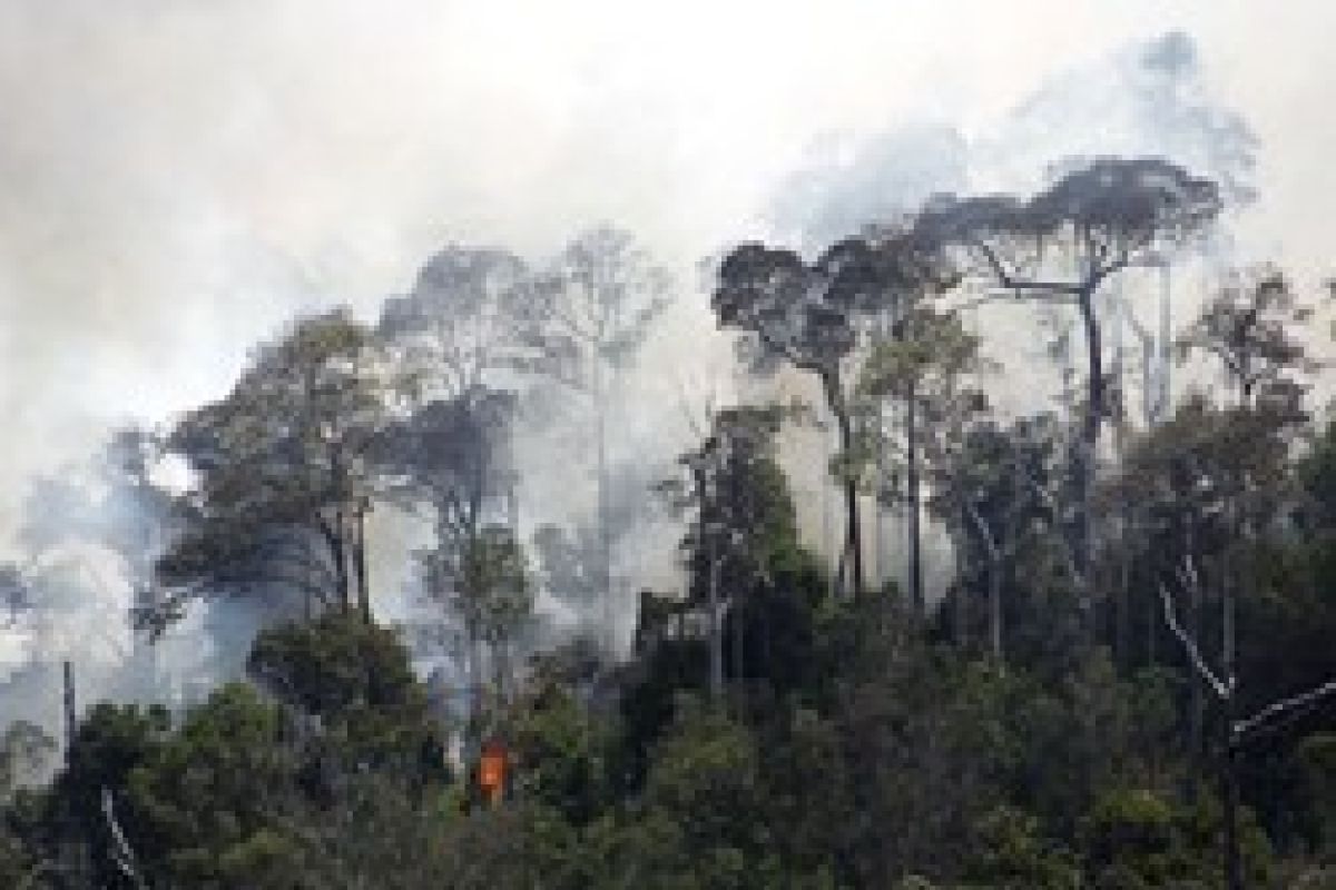 Kebakaran Hutan Tangkapan Air/Joko Sulistyo