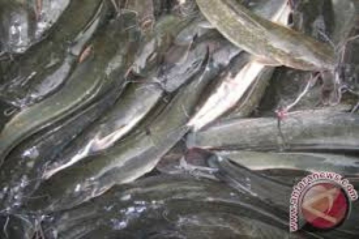 Produksi Ikan Segar Sukabumi 1.800 Ton 