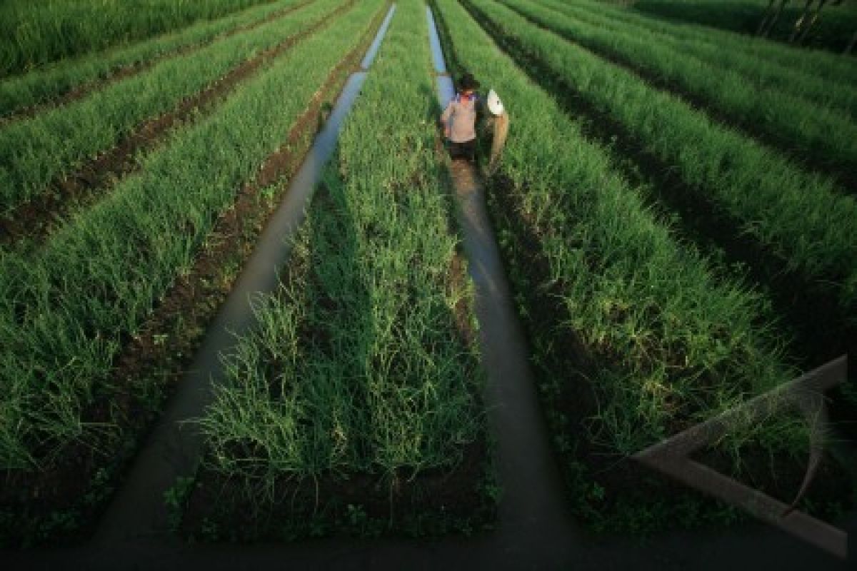 Daya Saing Produk Hortikultura Indonesia Terancam Tertinggal