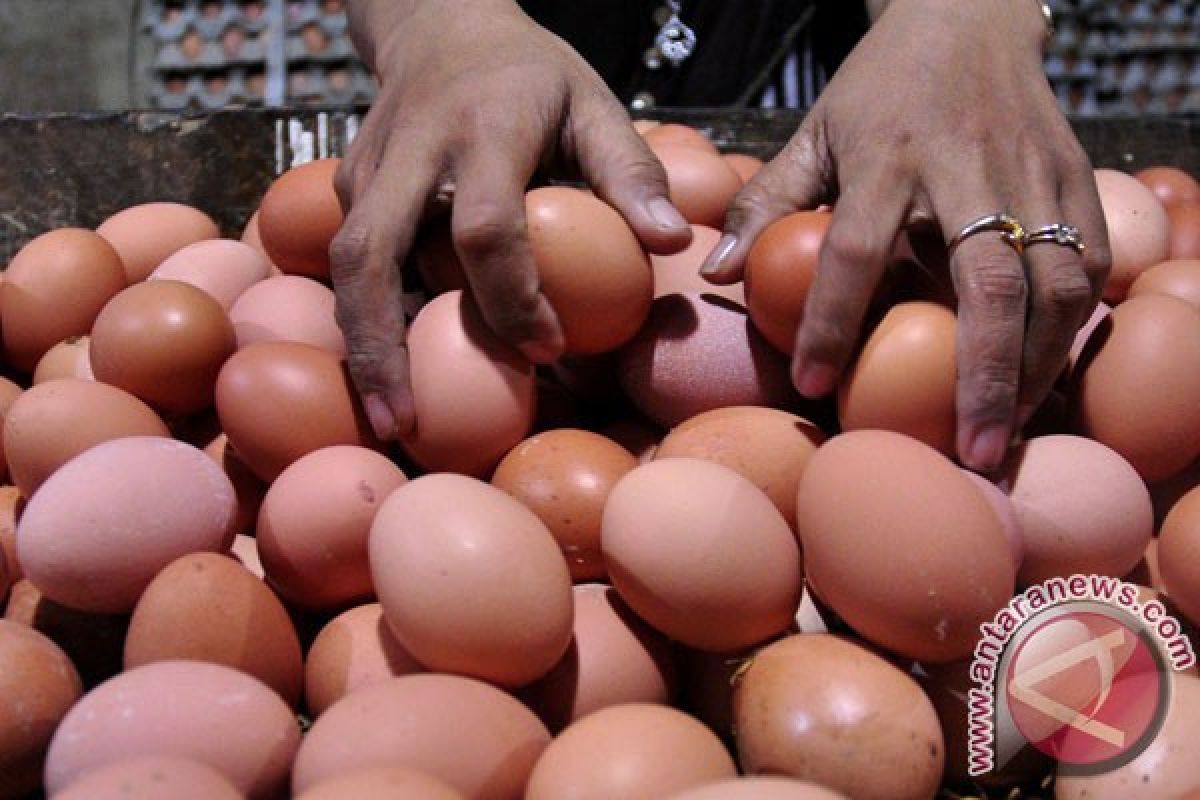 Persediaan meningkat harga telur dan ayam turun