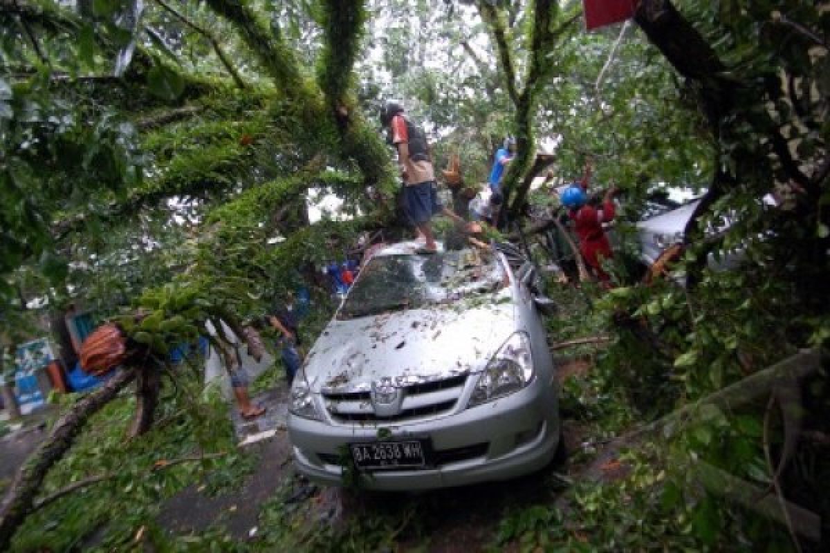 Pohon tumbang saat badai di Kosovo tewaskan satu orang