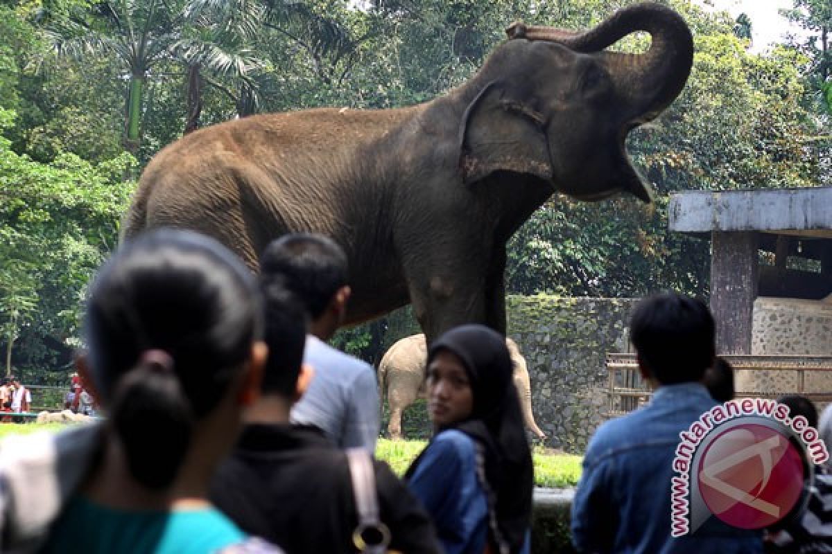 At least 100 thousand people expected to visit Ragunan Zoo