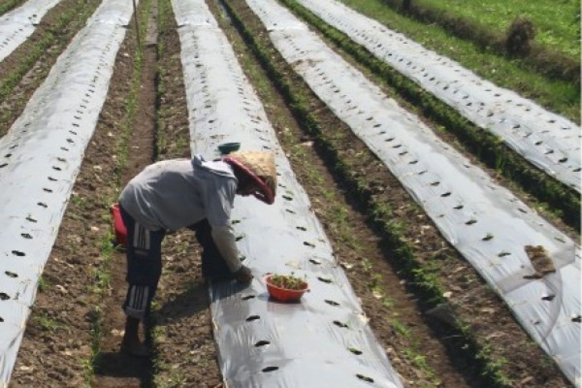 Pupuk kompos kian diminati petani di Banda Aceh