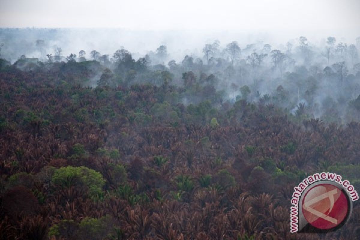 Kabut asap selimuti Kota Bengkalis