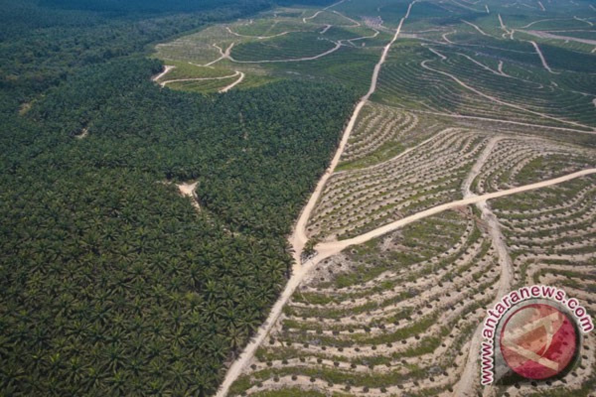 Riau has largest share of budget for oil palm replanting program