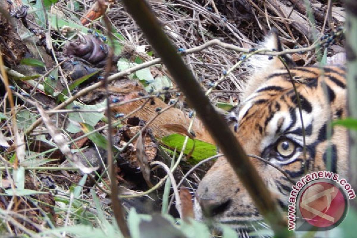 Ancaman empat arah mata angin harimau sumatera