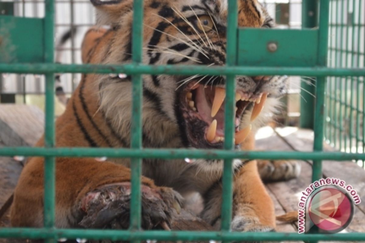 BKSDA: Harimau Sumatra terkena jerat mulai sembuh