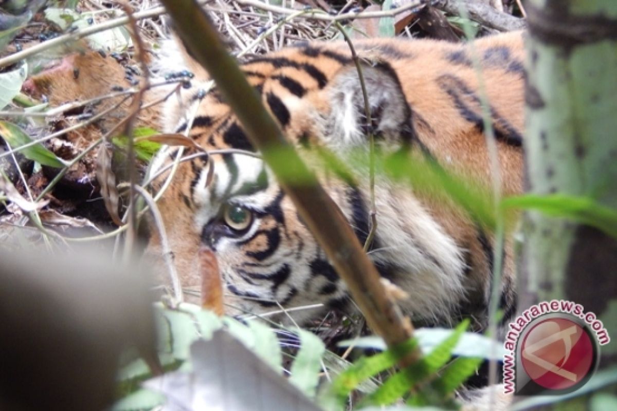 BKSDA Bengkulu pasang perangkap harimau di Seluma