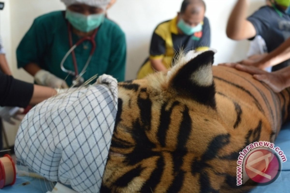 Dokter seperahu dengan harimau jadi perbincangan netizen