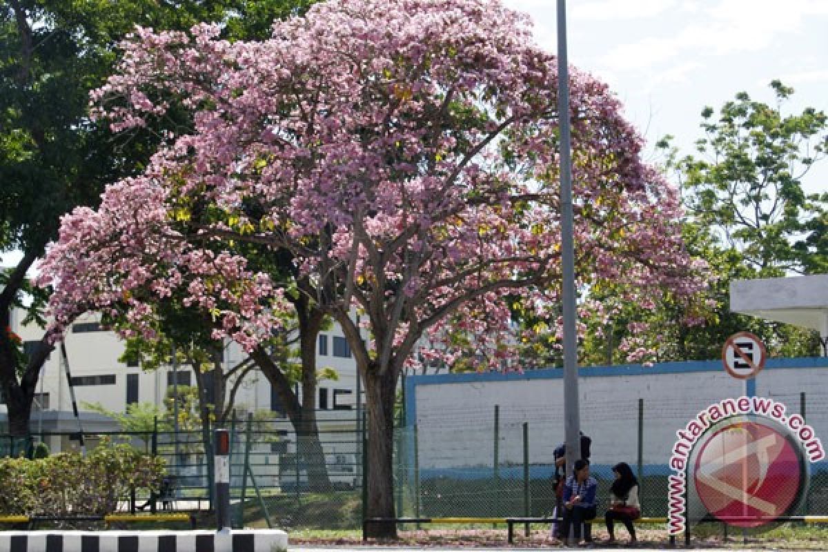 Bunga sakura mekar di kebun raya Cibodas