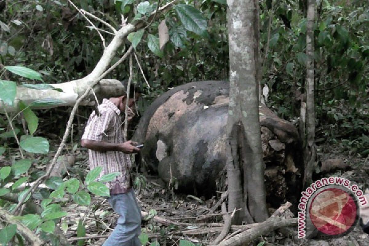 WWF minta pemerintah serius lindungi gajah sumatera