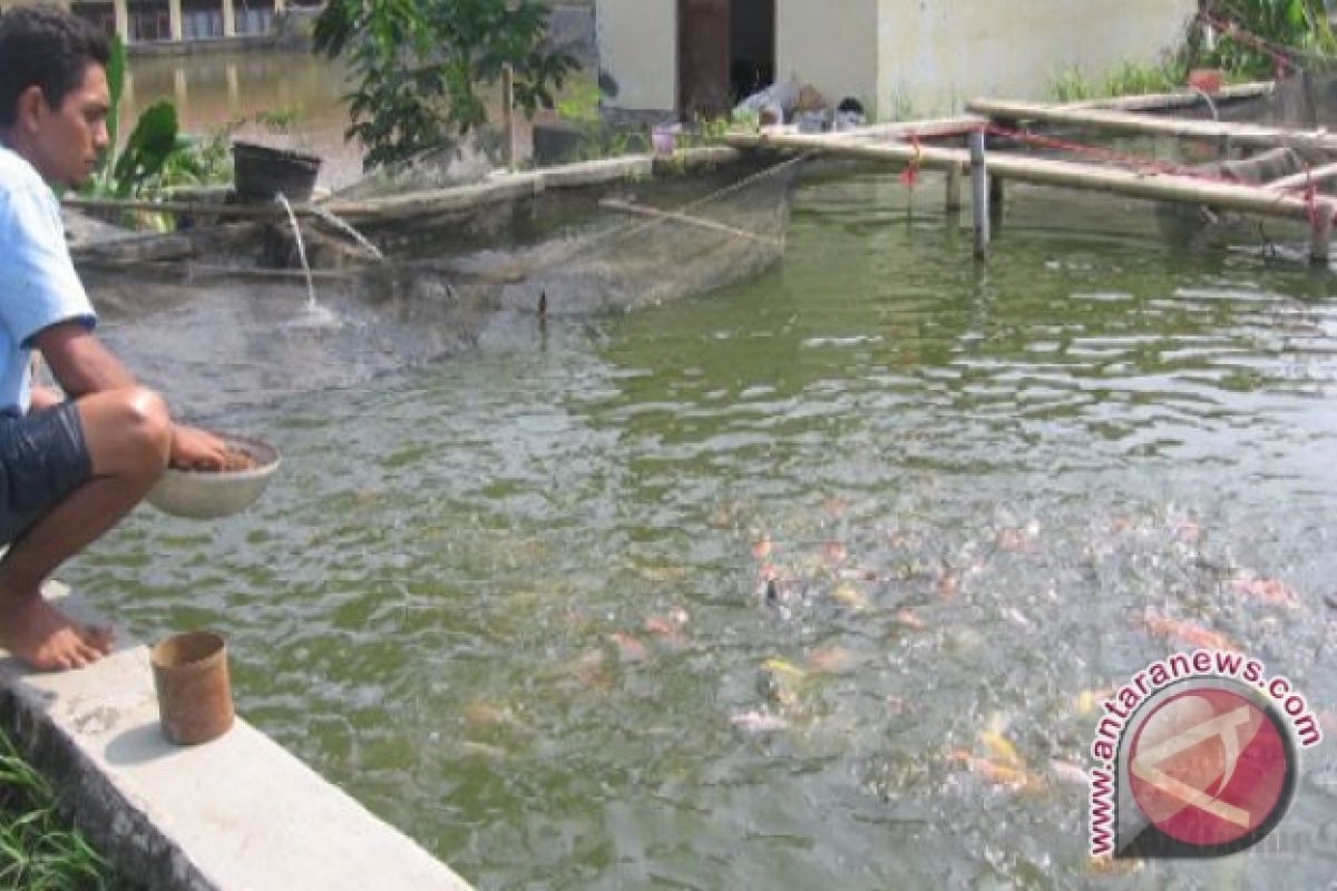 Pemkab Dorong Petani Budi Daya Ikan Air Tawar