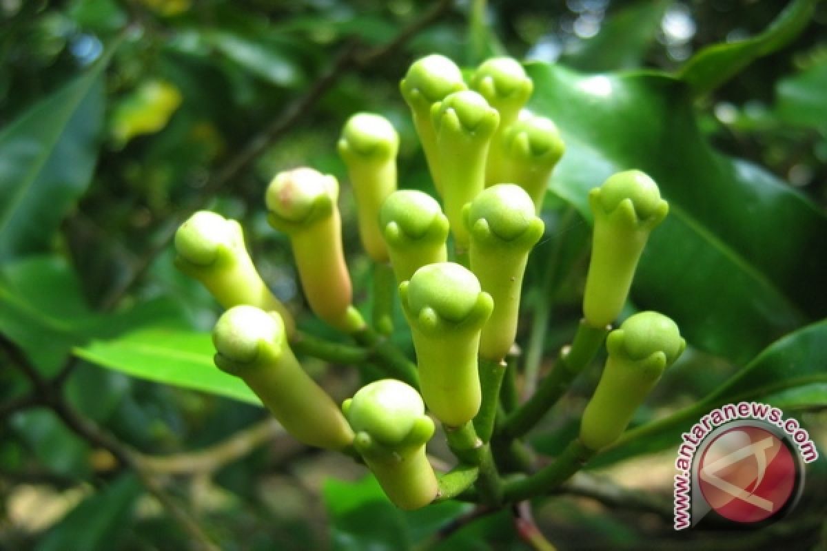 Cengkih di Manado Tembus Rp151 Ribu per Kg