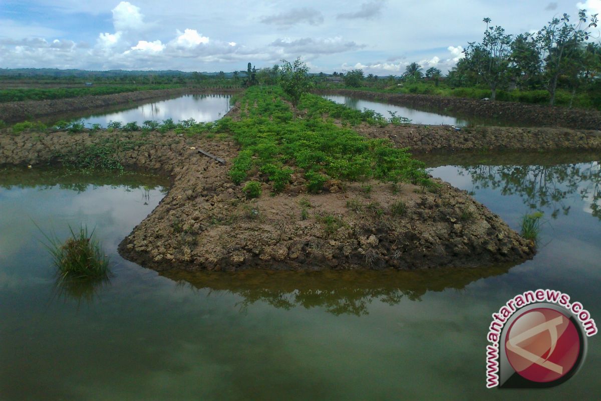 Petani Sulap Lahan Pertanian Jadi Tambak Ikan 