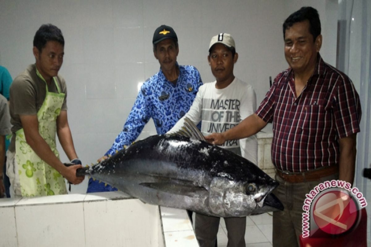 Ikan Tuna Kini Kembali Ke Kapal Nelayan Lokal 