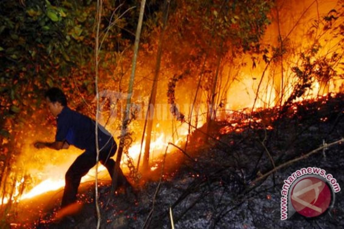 Pascabanjir Kaltim Mulai Waspadai Kebakaran Hutan 