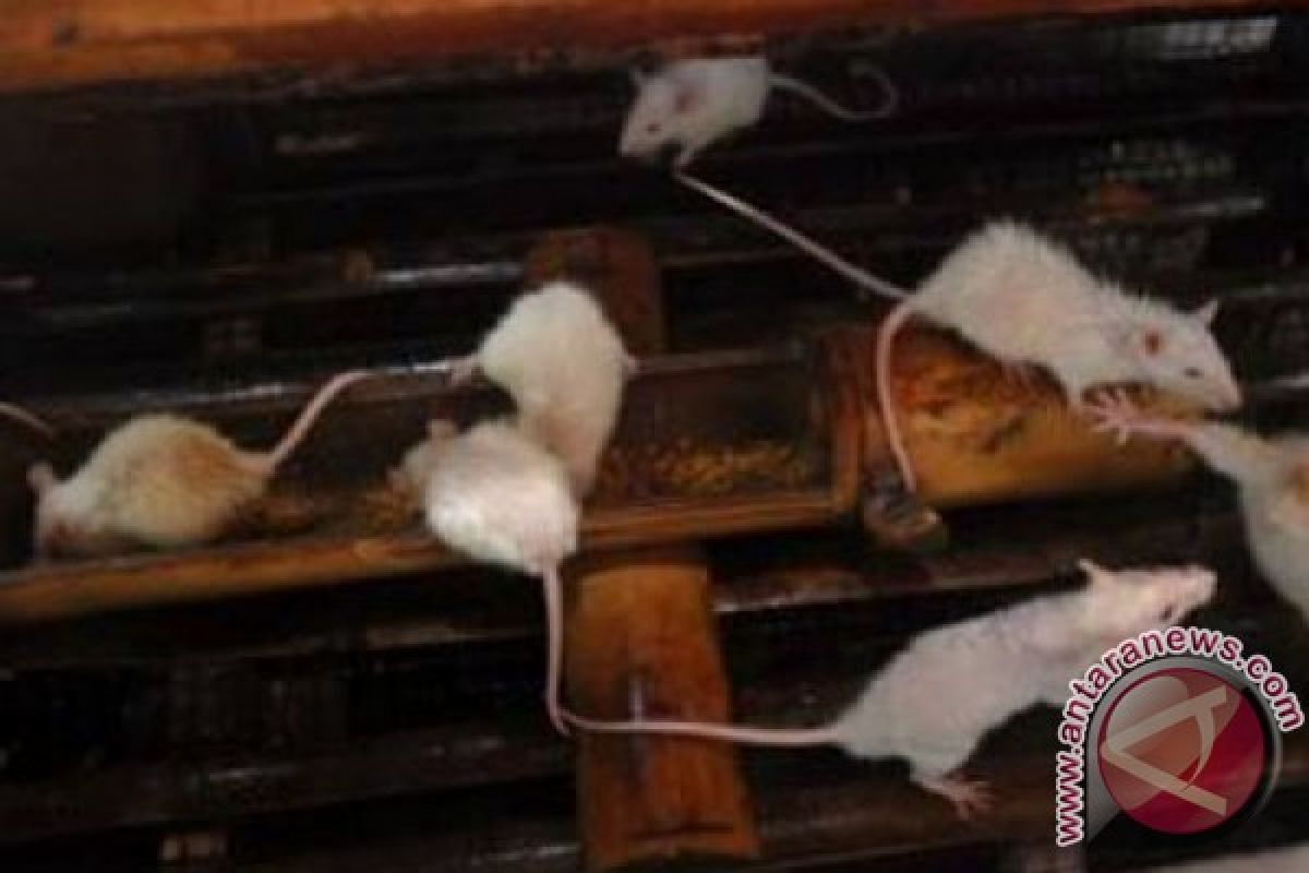 Beredarnya video tikus keliaran di rak makan, pemilik toko minta maaf