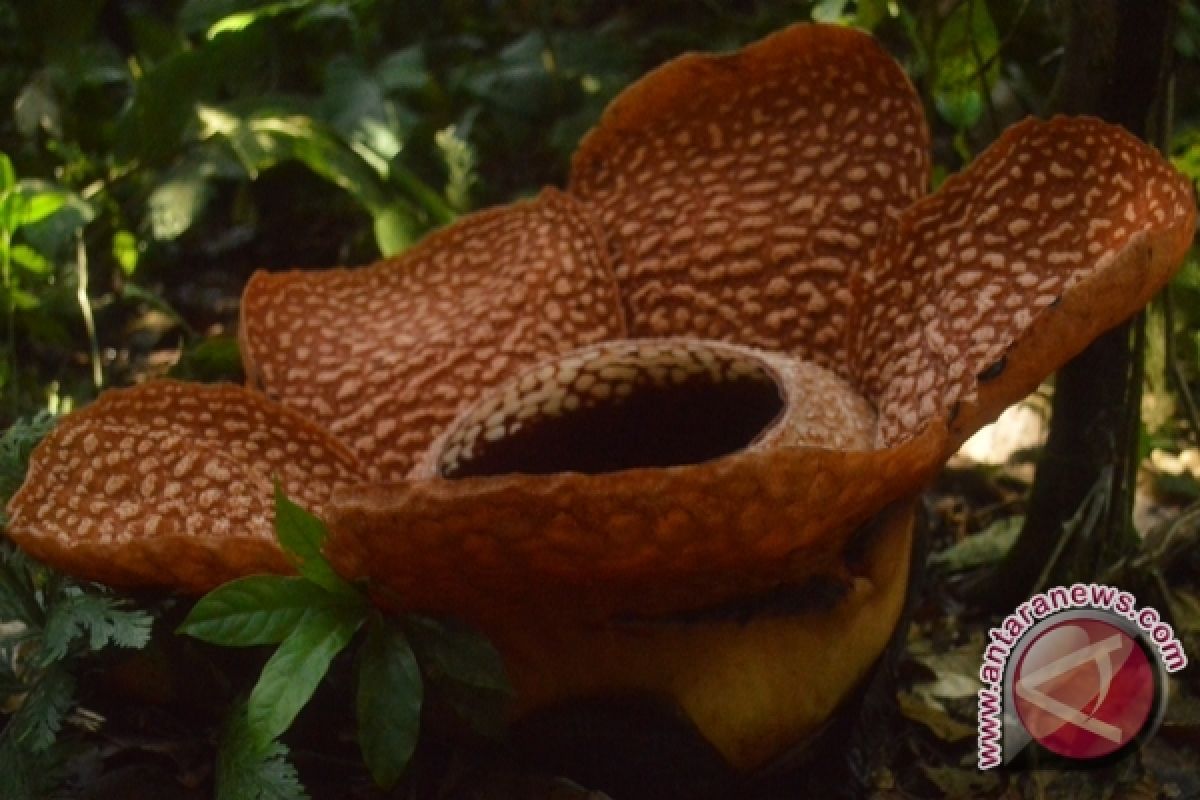 Dua jenis rafflesia mekar di hutan Bengkulu