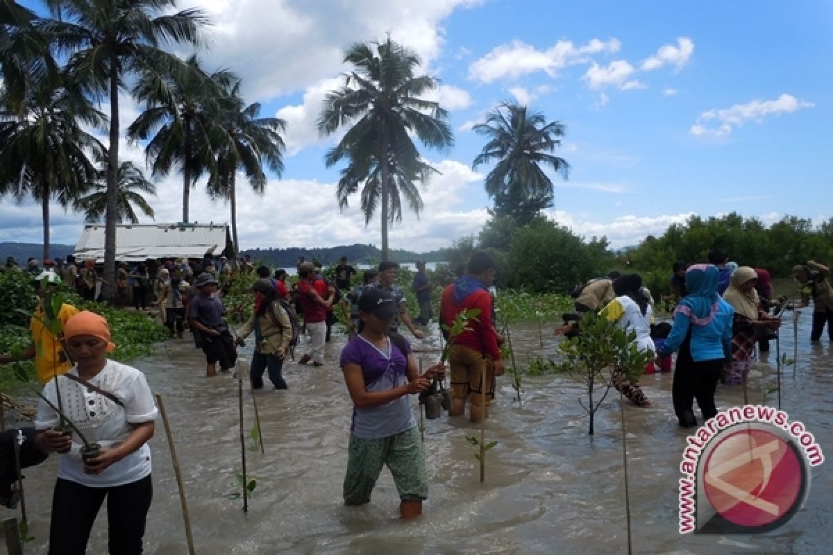 Mahasiswa Kehutanan Unila Tanam Mangrove