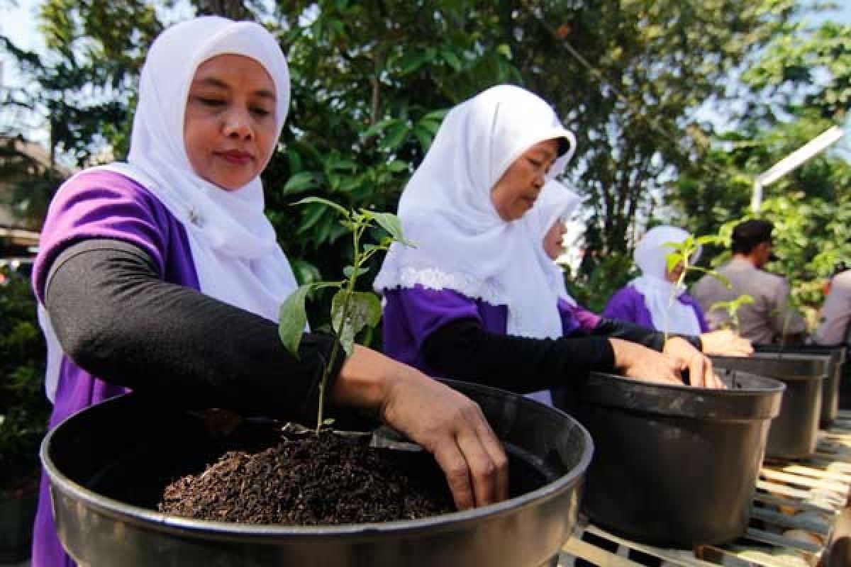 Solusi agar cabai rawit merah tak picu inflasi