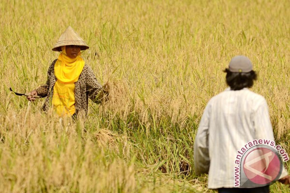 Gubernur: tidak ada gagal panen di Sulsel