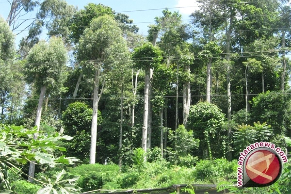 Pengendalian Kawasan Hutan Sepenuhnya Dikelola Pemerintah Daerah